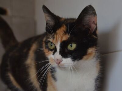 Alba geb. Dezember 25, EKH Jungtier - Katze