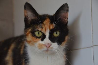 Alba geb. Dezember 25, EKH Jungtier - Katze
