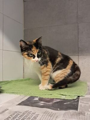 Alba geb. Dezember 25, EKH Jungtier - Katze