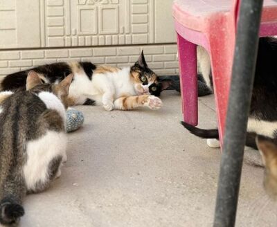 Alba geb. Dezember 25, EKH Jungtier - Katze