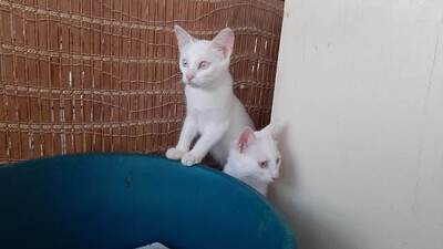 Albert - Sanfter Jungkater, ca. 3 Monate, Mischling Jungtier - Kater