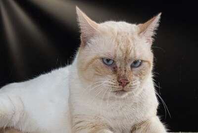 Alfi - ein Herz aus Samt, Siam-Mix - Kater