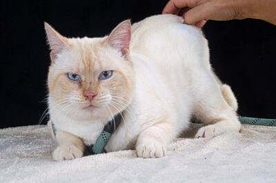 Alfi - ein Herz aus Samt, Siam-Mix - Kater