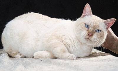 Alfi - ein Herz aus Samt, Siam-Mix - Kater