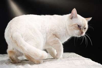 Alfi - ein Herz aus Samt, Siam-Mix - Kater