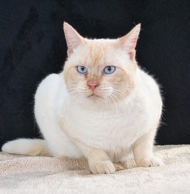 Alfi - ein Herz aus Samt, Siam-Mix - Kater