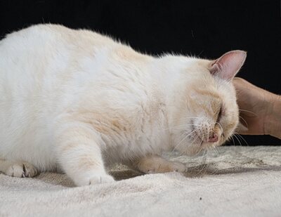 Alfi - ein Herz aus Samt, Siam-Mix - Kater