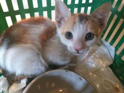 Alice & Pebbles - Wundervolle Kittenmädchen, ca. 6 Monate, Mischling Jungtier - Katze