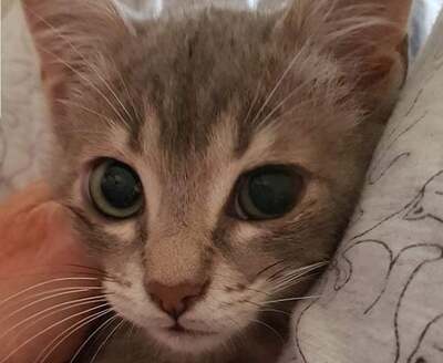 Alice & Pebbles - Wundervolle Kittenmädchen, ca. 6 Monate, Mischling Jungtier - Katze 3