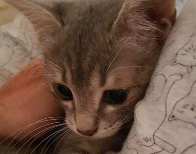 Alice & Pebbles - Wundervolle Kittenmädchen, ca. 6 Monate, Mischling Jungtier - Katze 4