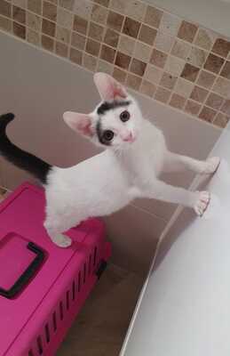 Alles Jungtier - Kater