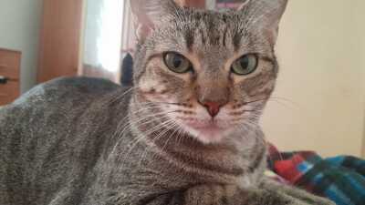 Almu, Europäische Hauskatze - Katze