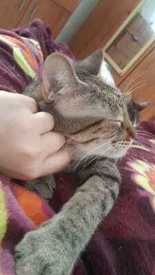 Almu, Europäische Hauskatze - Katze