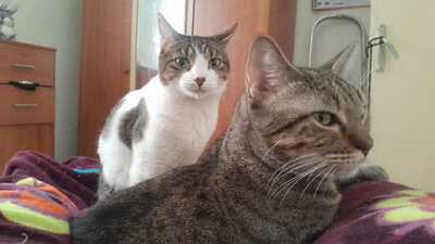 Almu, Europäische Hauskatze - Katze