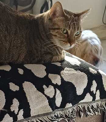 Almu, Europäische Hauskatze - Katze