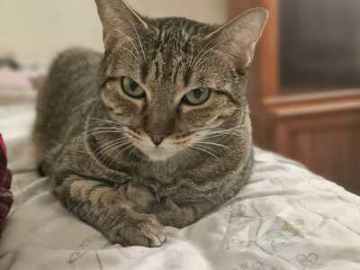 Almu, Europäische Hauskatze - Katze