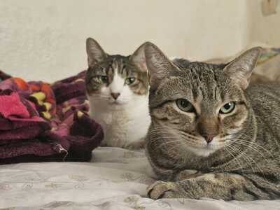 Almu, Europäische Hauskatze - Katze