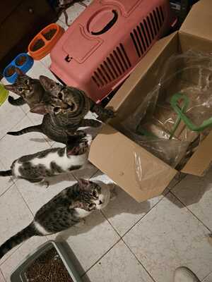 Almu, Europäische Hauskatze - Katze