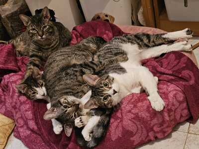 Almu, Europäische Hauskatze - Katze