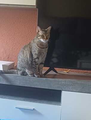 Almu, Europäische Hauskatze - Katze