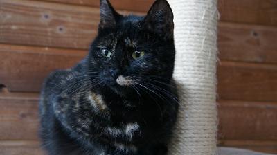 Amanda, Mischling - Katze