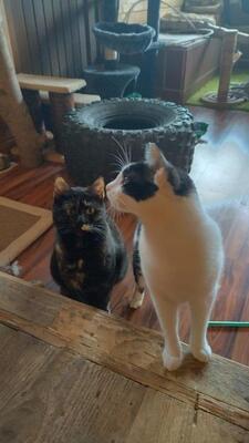 Amanda und Patty, Mischling - Katze