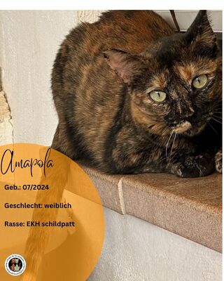 Amapola, Europäisch Kurzhaar (EKH) - Katze