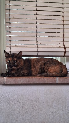 Amapola, Europäisch Kurzhaar (EKH) - Katze