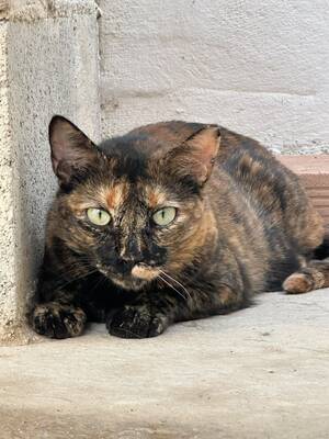 Amapola, Europäisch Kurzhaar (EKH) - Katze