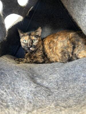 Amapola, Europäisch Kurzhaar (EKH) - Katze