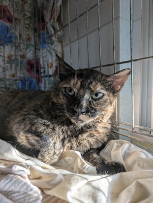 Amapola, Europäisch Kurzhaar (EKH) - Katze