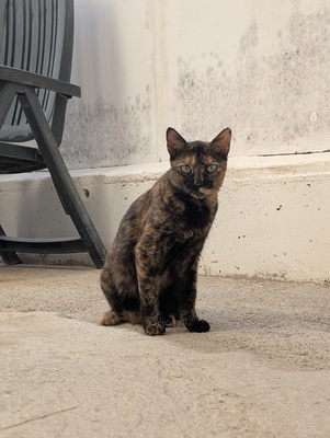 Amapola, Europäisch Kurzhaar (EKH) - Katze