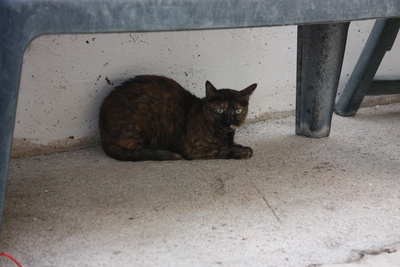 Amapola, Europäisch Kurzhaar (EKH) - Katze
