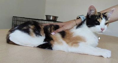 Amapola - Familie zum Kuscheln gesucht, EKH Jungtier - Katze