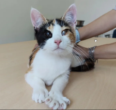 Amapola - Familie zum Kuscheln gesucht, EKH Jungtier - Katze