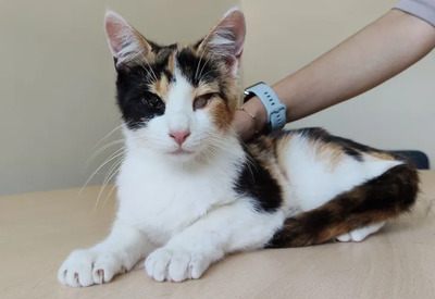 Amapola - Familie zum Kuscheln gesucht, EKH Jungtier - Katze