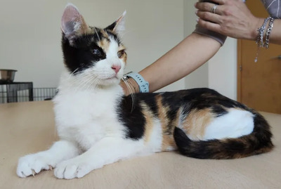 Amapola - Familie zum Kuscheln gesucht, EKH Jungtier - Katze