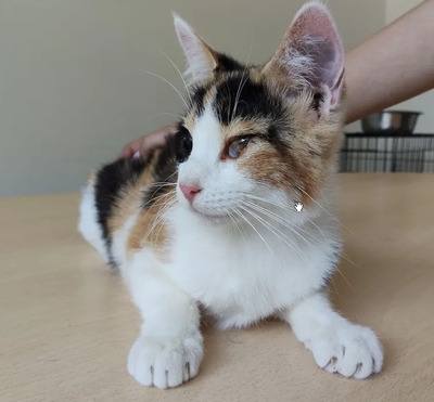 Amapola - Familie zum Kuscheln gesucht, EKH Jungtier - Katze