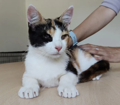 Amapola - Familie zum Kuscheln gesucht, EKH Jungtier - Katze