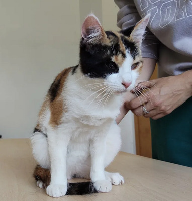 Amapola - Familie zum Kuscheln gesucht, EKH Jungtier - Katze