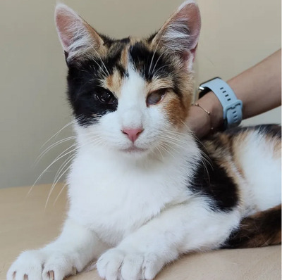 Amapola - Familie zum Kuscheln gesucht, EKH Jungtier - Katze