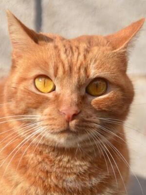 Ambar (geb. Jan. 2023) - EKH-Katze