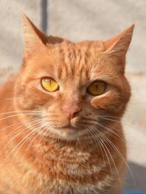 Ambar (geb. Jan. 2023) - EKH-Katze, EKH - Katze