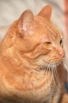 Ambar (geb. Jan. 2023) - EKH-Katze, EKH - Katze