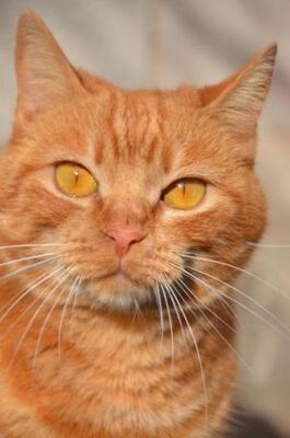 Ambar (geb. Jan. 2023) - EKH-Katze, EKH - Katze