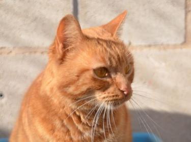 Ambar (geb. Jan. 2023) - EKH-Katze, EKH - Katze