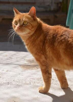 Ambar (geb. Jan. 2023) - EKH-Katze, EKH - Katze