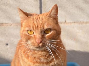 Ambar (geb. Jan. 2023) - EKH-Katze, EKH - Katze