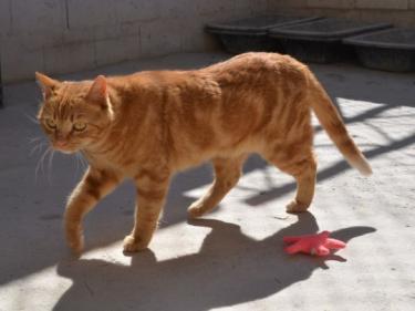 Ambar (geb. Jan. 2023) - EKH-Katze, EKH - Katze