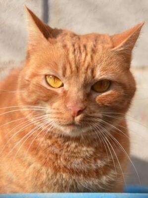 Ambar (geb. Jan. 2023) - EKH-Katze, EKH - Katze